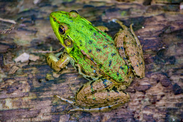 green frog on leaf