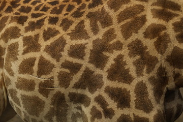 Close up of the coloring of a giraffe