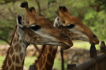 Obraz premium Close up two faces of a giraffe looking ahead