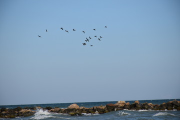 seagulls on the beach