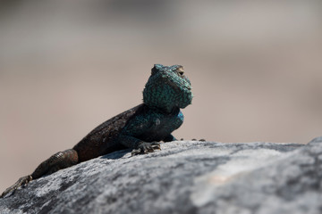 Green lizard watching on a rock of Table Mountain.
