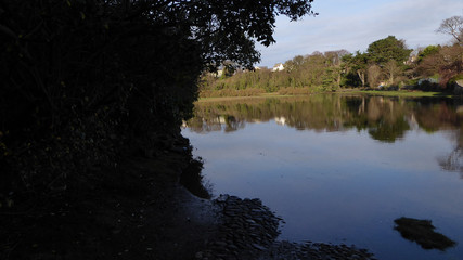 reflection of trees in the water