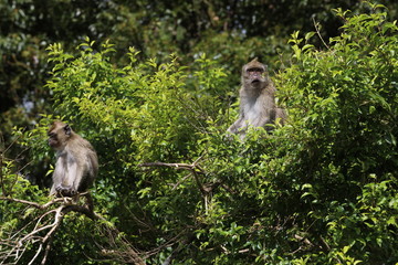 Naklejka na ściany i meble Two monkeys are sitting on a tree among the leaves