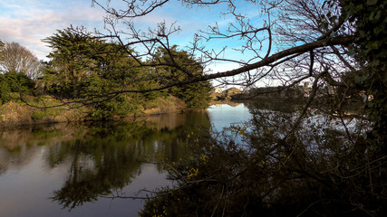 Fototapeta na wymiar tree on lake