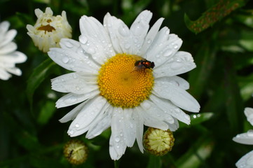 Obraz premium Dew on Flower