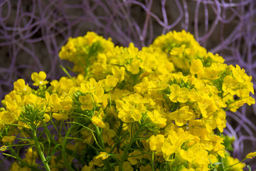 Golden alyssum (Aurinia saxatilis) yellow flowers in full bloom during spring time.