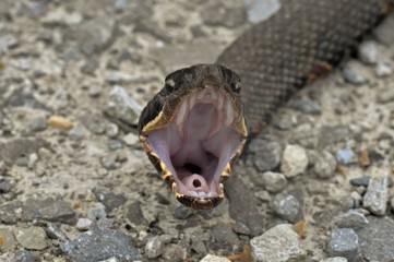 Western Cottonmouth