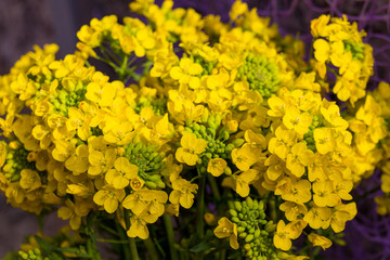 Golden alyssum (Aurinia saxatilis) yellow flowers in full bloom during spring time.