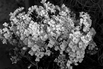 Black and white blooming Golden alyssum (Aurinia saxatilis) flowers