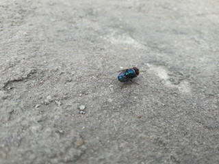 Common House Fly