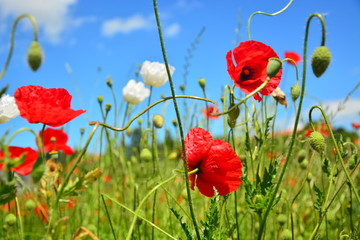 poppy field of poppies