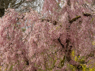 Tamarix gallica. Tamaris commun ou tamarix de France aux branches couvertes de fleurs en grappes de...