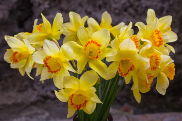 Naklejka na ściany i meble Blooming yellow daffodils (Narcissus)