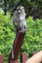 Monkey sits on a wooden stick near trees