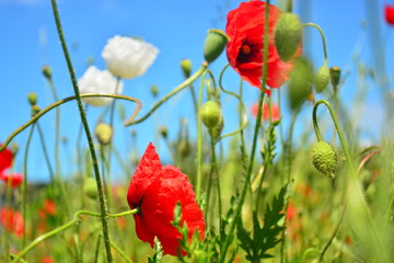 Fototapeta premium poppies on background of blue sky