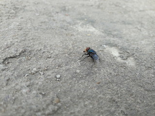 Common House Fly