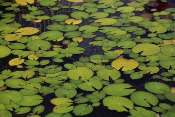 In the water floats a lot of lotus water lilies