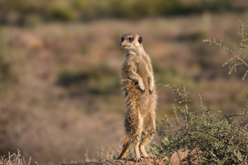 Naklejka na ściany i meble Meerkat standing and watching early in the morning.