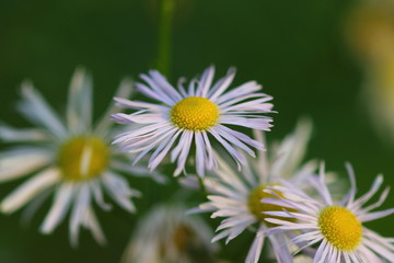Obraz premium Chamomile plant cultivated to make herbal teas