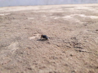 Common House Fly