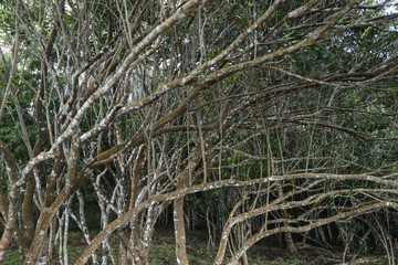 Many branches in a forest