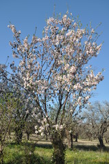 Fototapeta premium The beautiful Almond in farmland