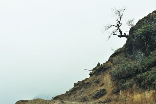 tree in the mountains