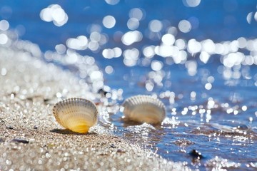 seashells on a sand shore of Black Sea beach in backlight against deep blue clear sky on a sunny summer morning, bright bokeh