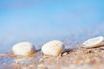 seashells on a sand shore of Black Sea beach in waves against light blue clear sky on a sunny summer morning, bright bokeh