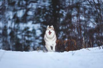 Crazy and happy beige and white dog breed siberian husky running on the snow path in the forest