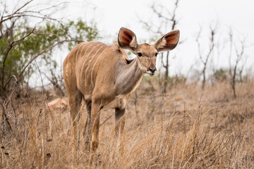 Nyala in the savannah.