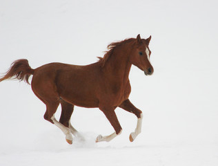 Obraz premium Red thoroughbred Arabian stallion - champion
