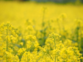 菜の花