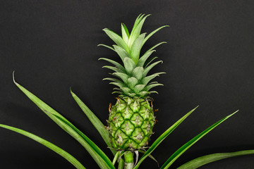 Small and young green growing pineapple on black matt background