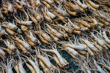 a pile of ginseng
