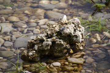 Nagelfluh im Fluss 2019132