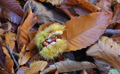 Fototapeta na wymiar Rich chestnut containing chestnuts