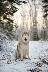 Cute, happy and free siberian Husky dog sitting in the winter forest