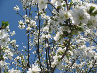 Blooming spring garden good day