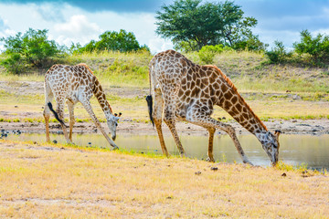 Naklejka na ściany i meble giraffes drinking water