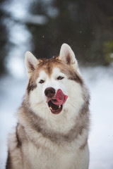 Funny and crazy siberian husky dog licking like a predator in the winter forest