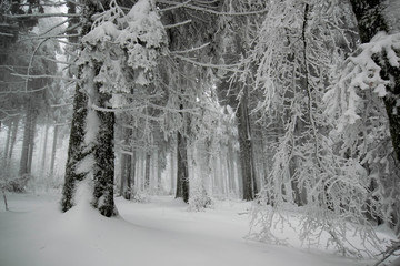 Mystischer Winterwald in den Vogesen am Champ du Feu