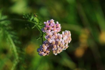 These flowers are the achillea