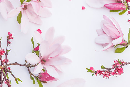 Beautiful pink magnolia flowers on white background with copy space