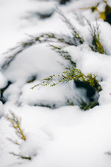 Close up of frozen beauty of nature in winter time. Vertical type of photo.