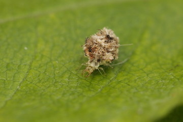 Larva of the lacewing hiding in its shelter made from dead prey bodies. Example of cryptic behavior in insects.