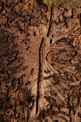 Dwellings of a spruce bark beetle. Development of e common pest in European spruce forests.