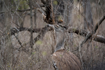 Bustard hidden in the vegetation.