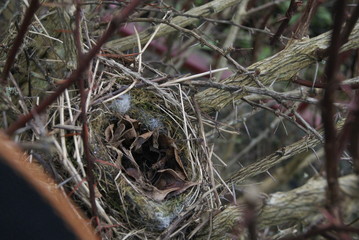 nid d'oiseau