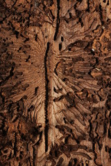 Dwellings of a spruce bark beetle. Development of e common pest in European spruce forests.